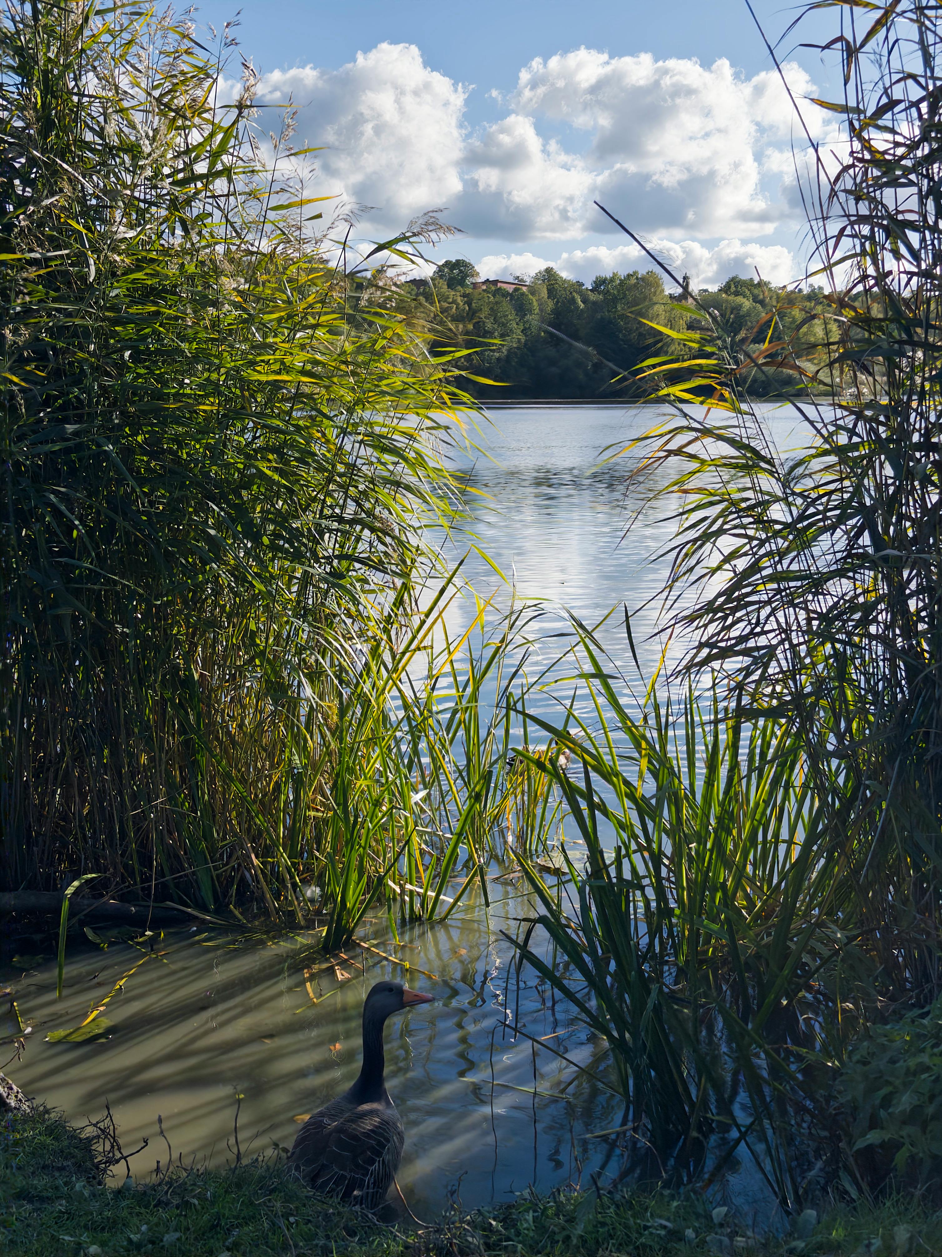 A serene view of a swan by a lake surrounded by greenery in Stockholm, Sweden, under a bright sky.