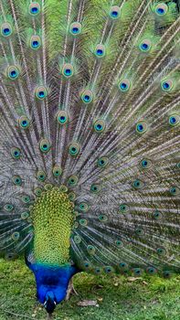 peacock photo