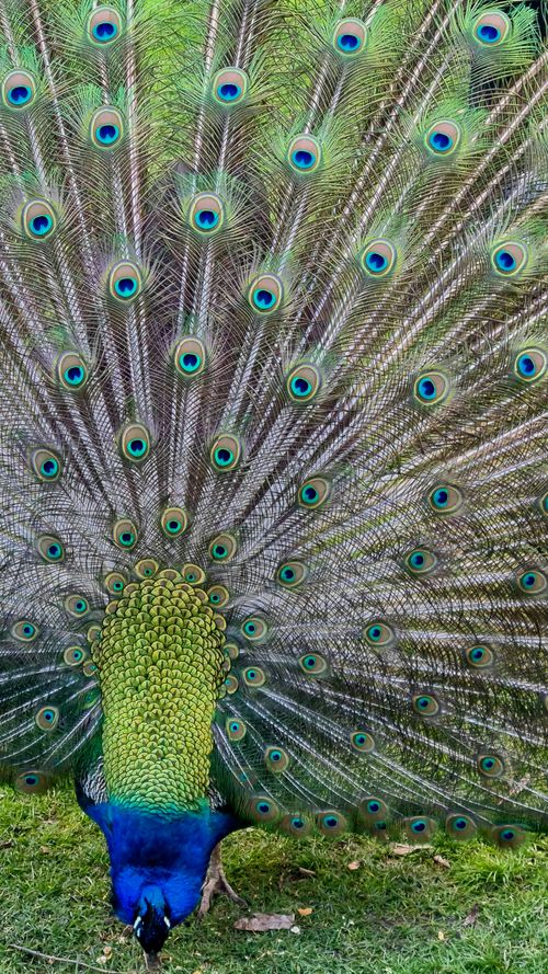 Free Male peacock in full feather display in İstanbul. Vibrant and majestic sight. Stock Photo