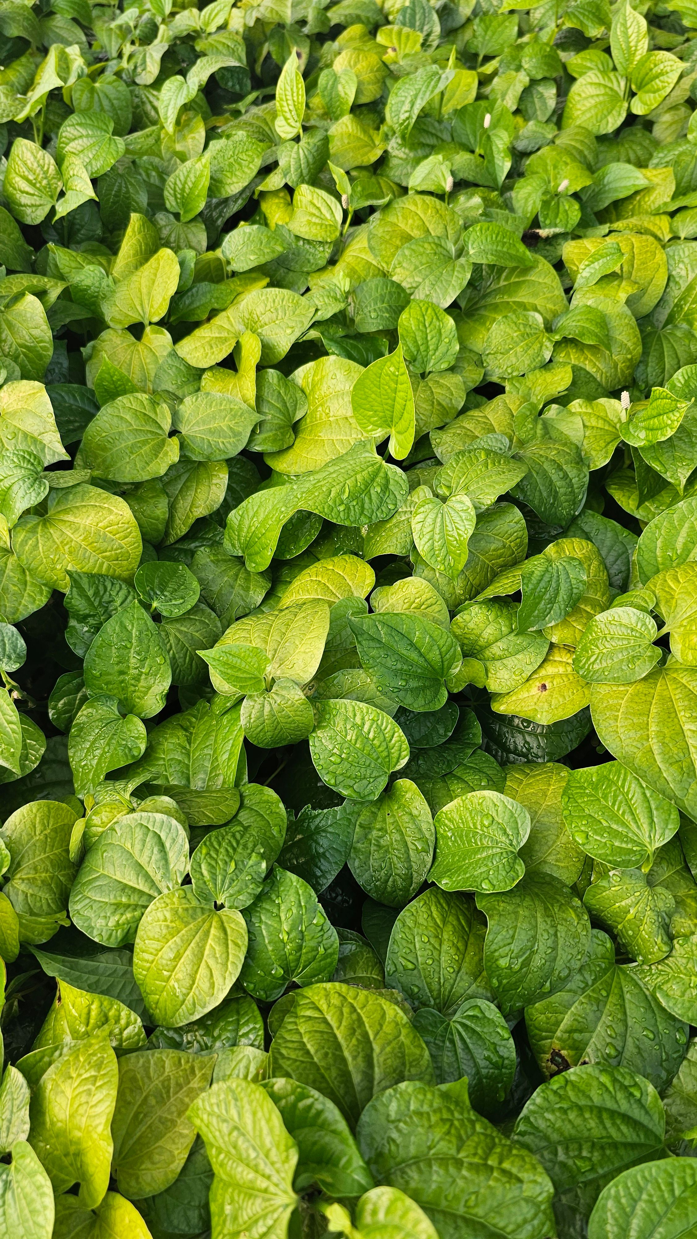 Close-up of dense green leaves forming a lush, natural texture.