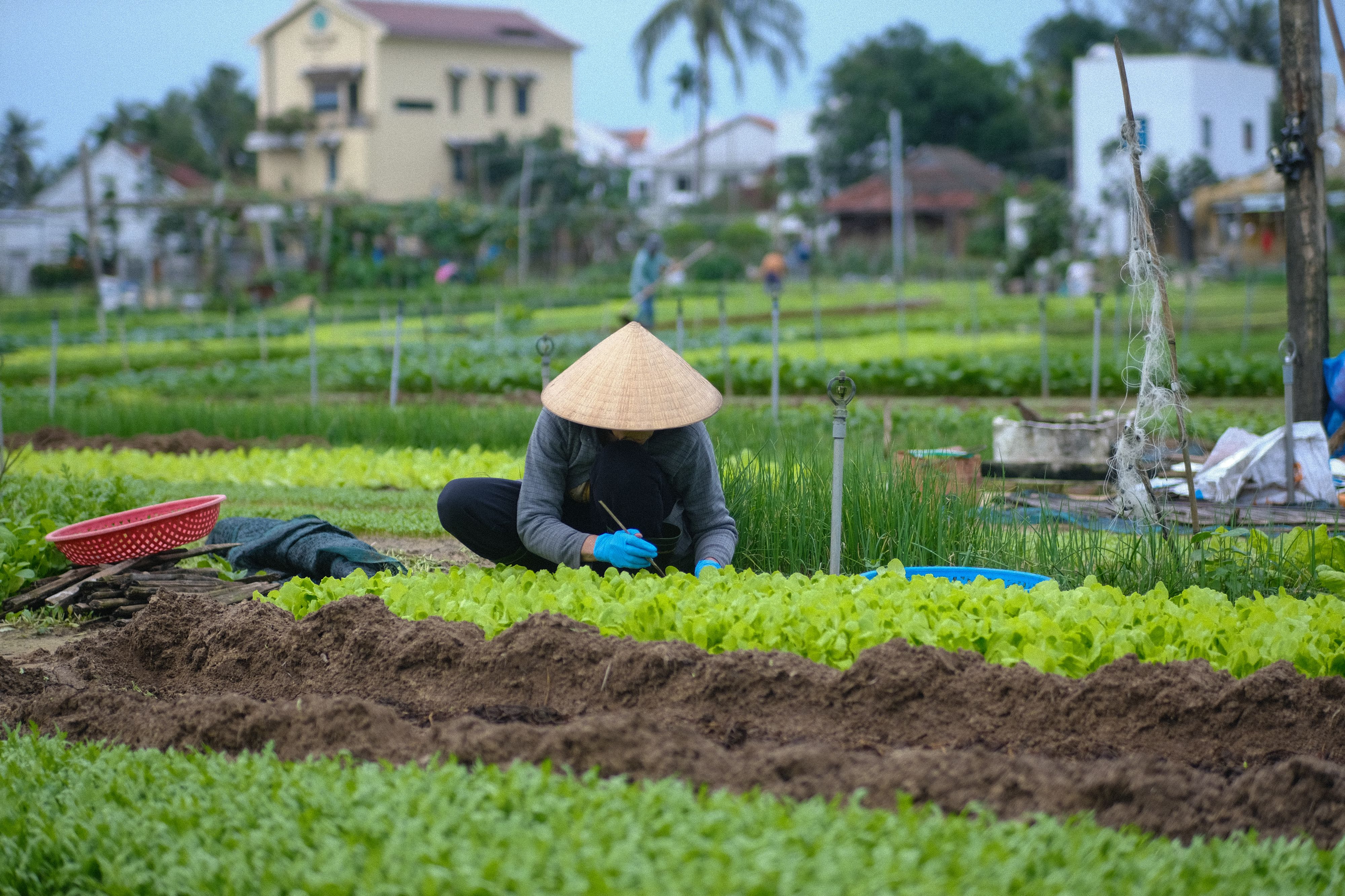 Rotate Crops to Improve Soil