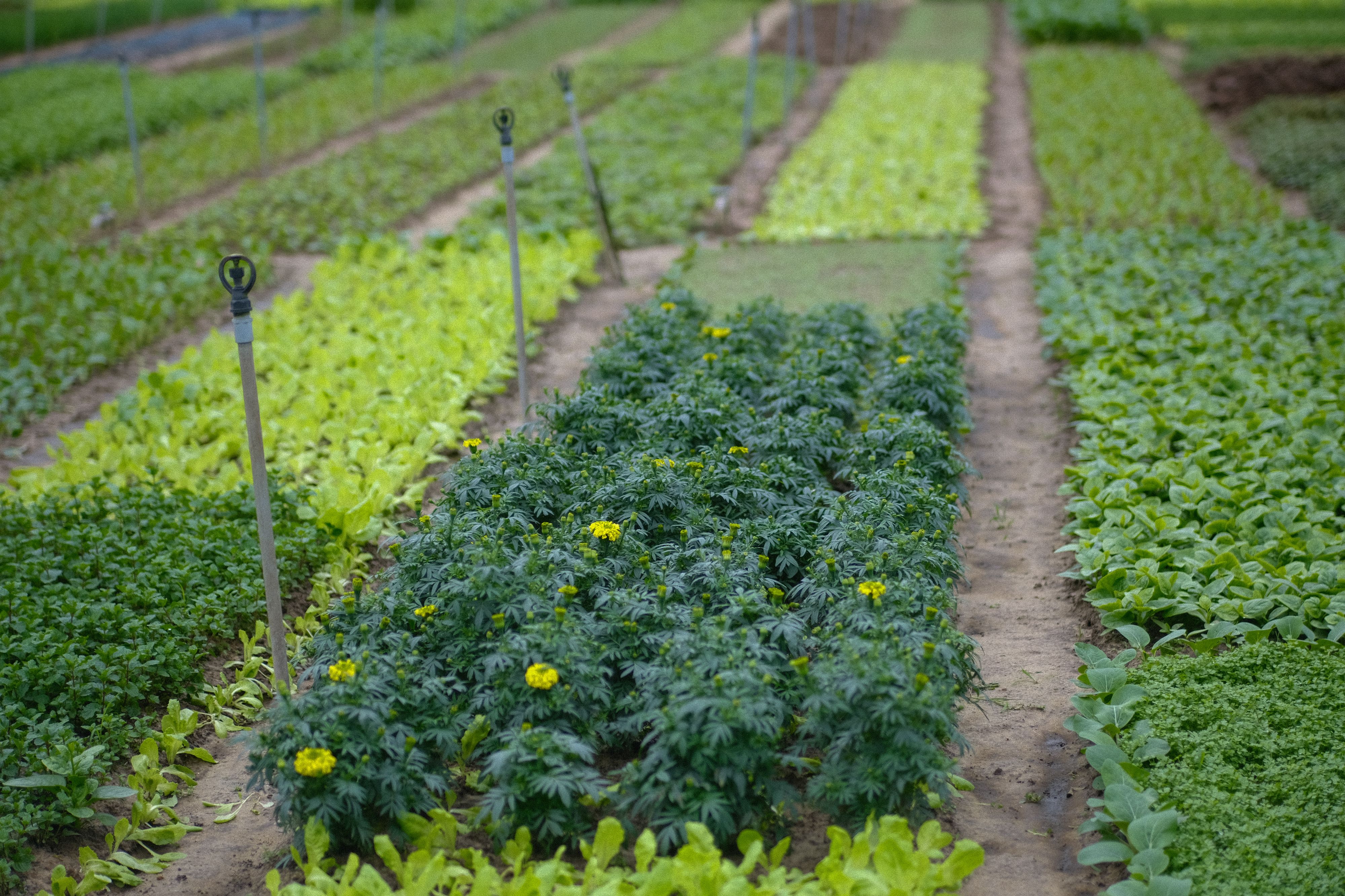 Sustainable farming practices on a green pasture with animals