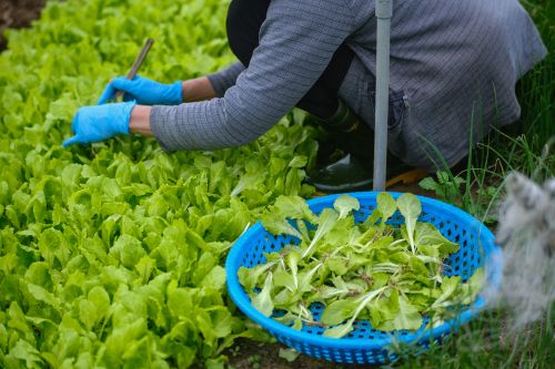 Free Close-up of a person harvesting fresh lettuce in a Da Nang garden, showcasing vibrant greenery. Stock Photo