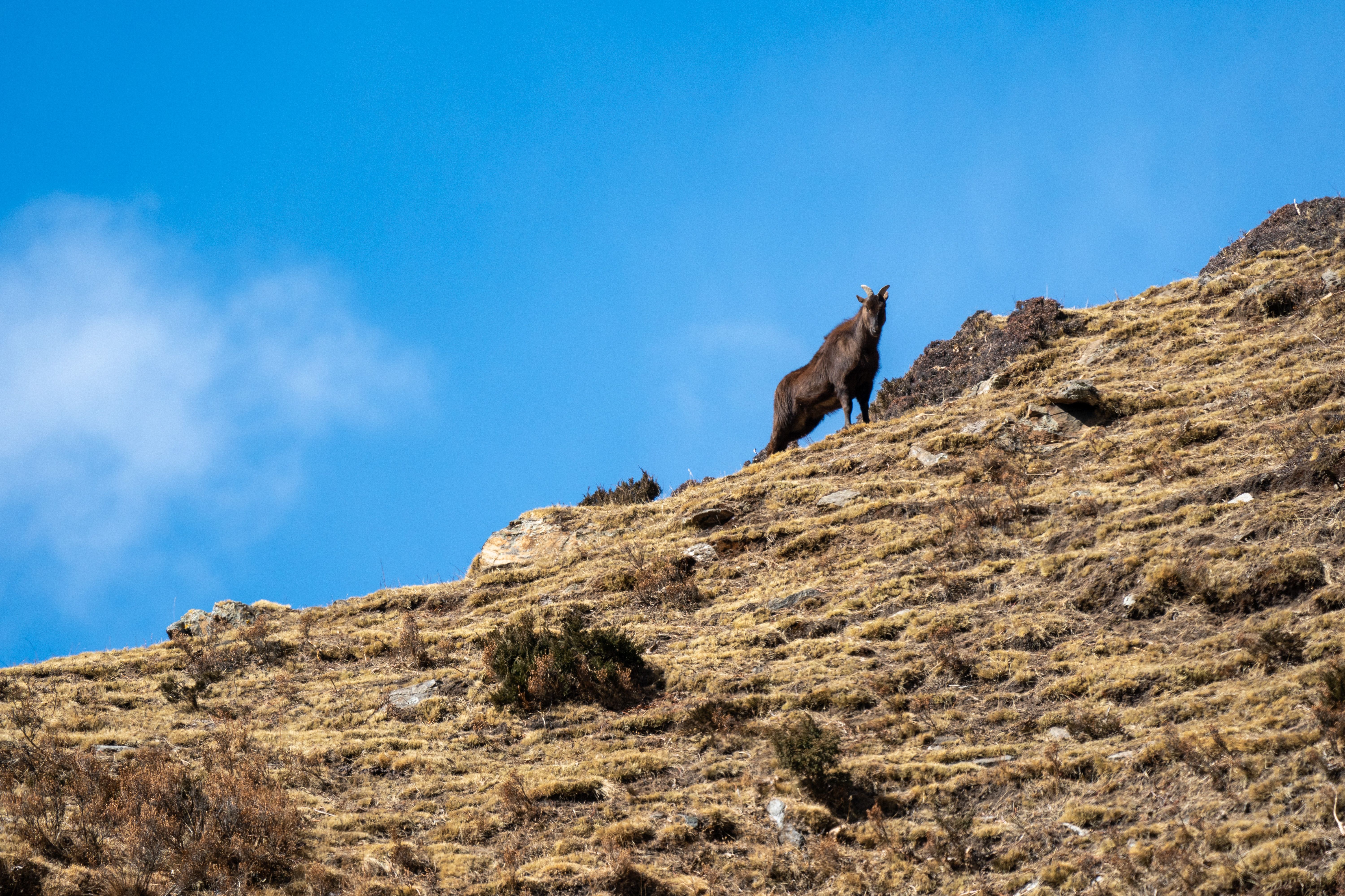 पथलैया–चुरियामाई खण्डको अतिक्रमित संरचना हटाउन सडक डिभिजनको अल्टिमेटम