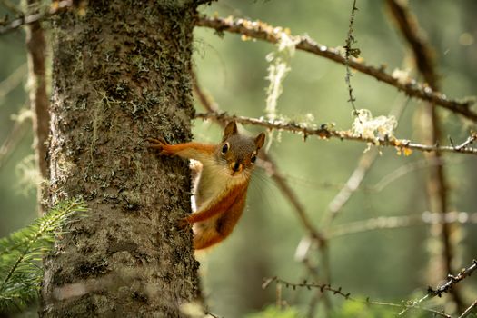 A curious squirrel clings to a tree in a lush forest setting, captured in natural daylight.