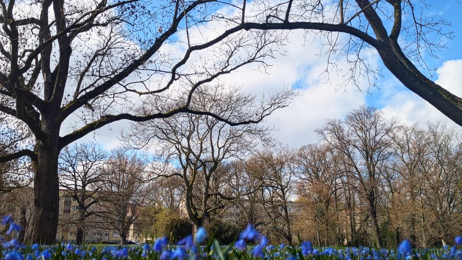 A serene spring day in a Magdeburg park, showcasing bare trees against a blue sky with scattered clouds and vibrant blue flowers.