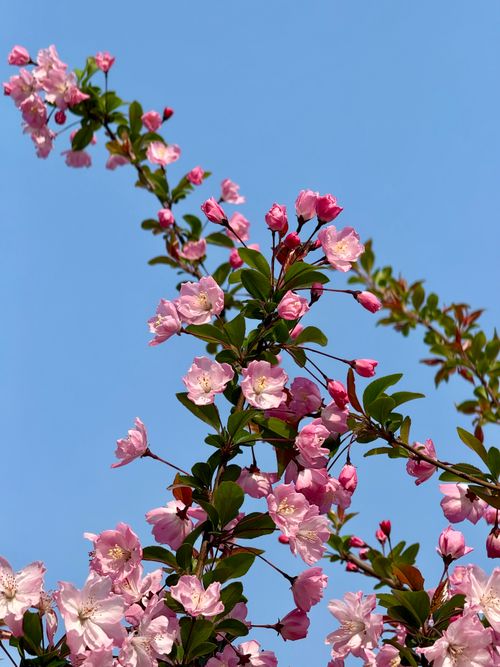 Free Beautiful pink cherry blossoms in full bloom with a crisp blue sky background, showcasing nature's springtime beauty. Stock Photo