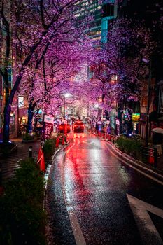 Vibrant cherry blossoms illuminate a Tokyo street at night, reflecting city lights