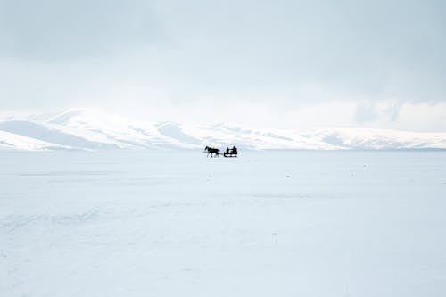  Silhouette Of A Horse With Sled on Snow Covered Ground