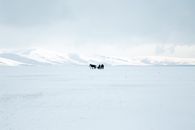 在风景秀丽的冬季，一匹马拉着雪橇穿过白雪覆盖的广阔原野