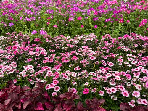 Free A stunning display of pink and purple Dianthus flowers blooming in a lush garden setting. Stock Photo