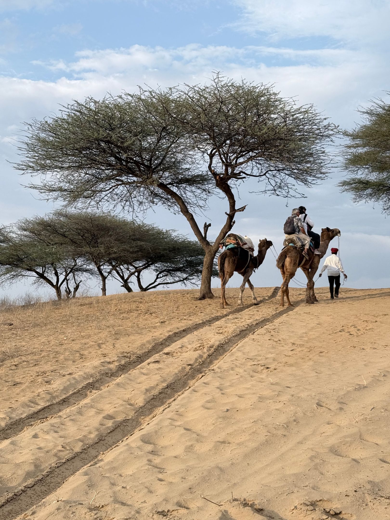 Camel Safari