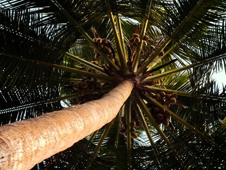 View of a coconut tree with coconuts from below in Udupi, India.