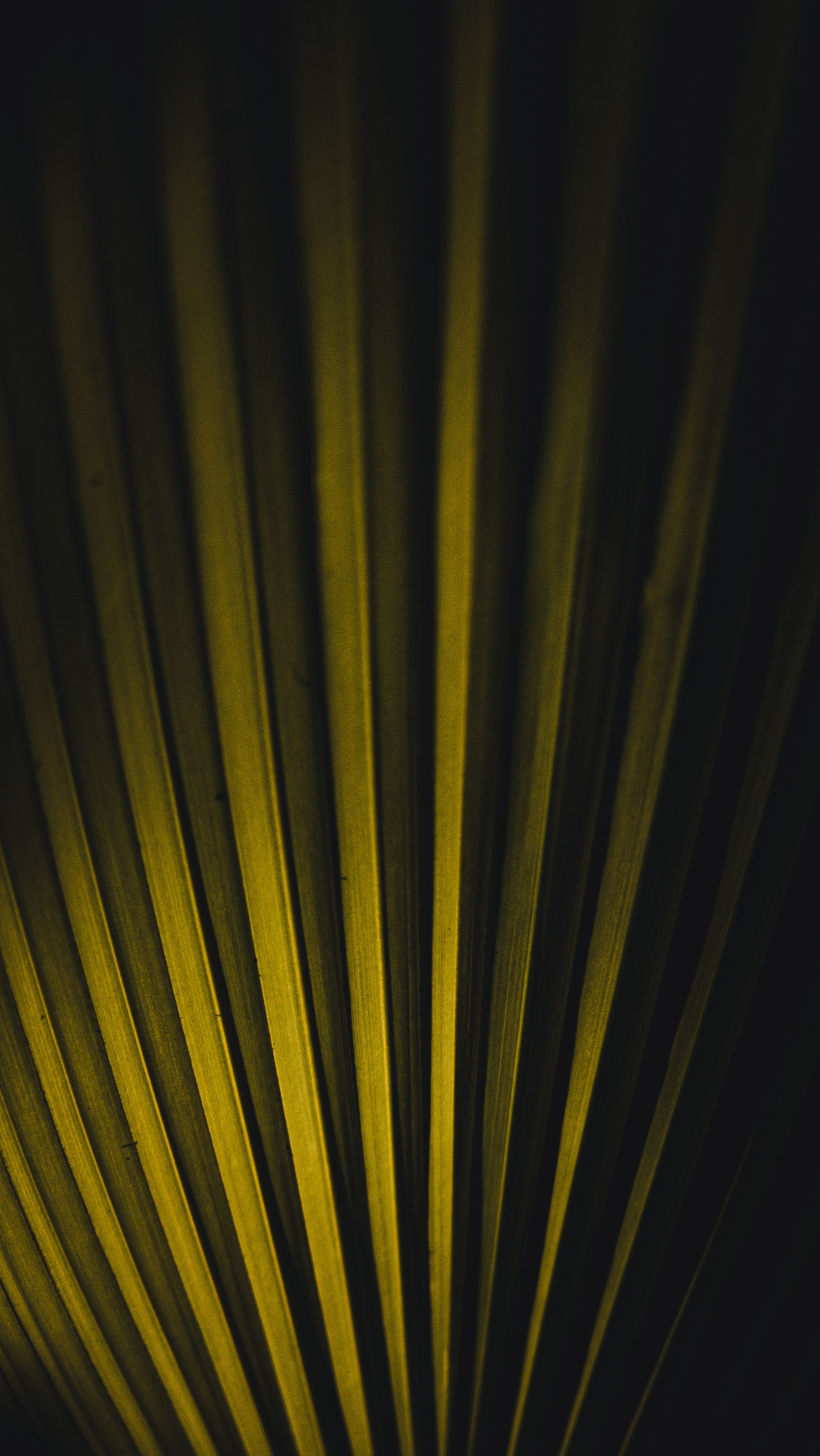Dramatic Palm Leaf Wallpaper – HyperOS & MIUI Lock Screen Elegance