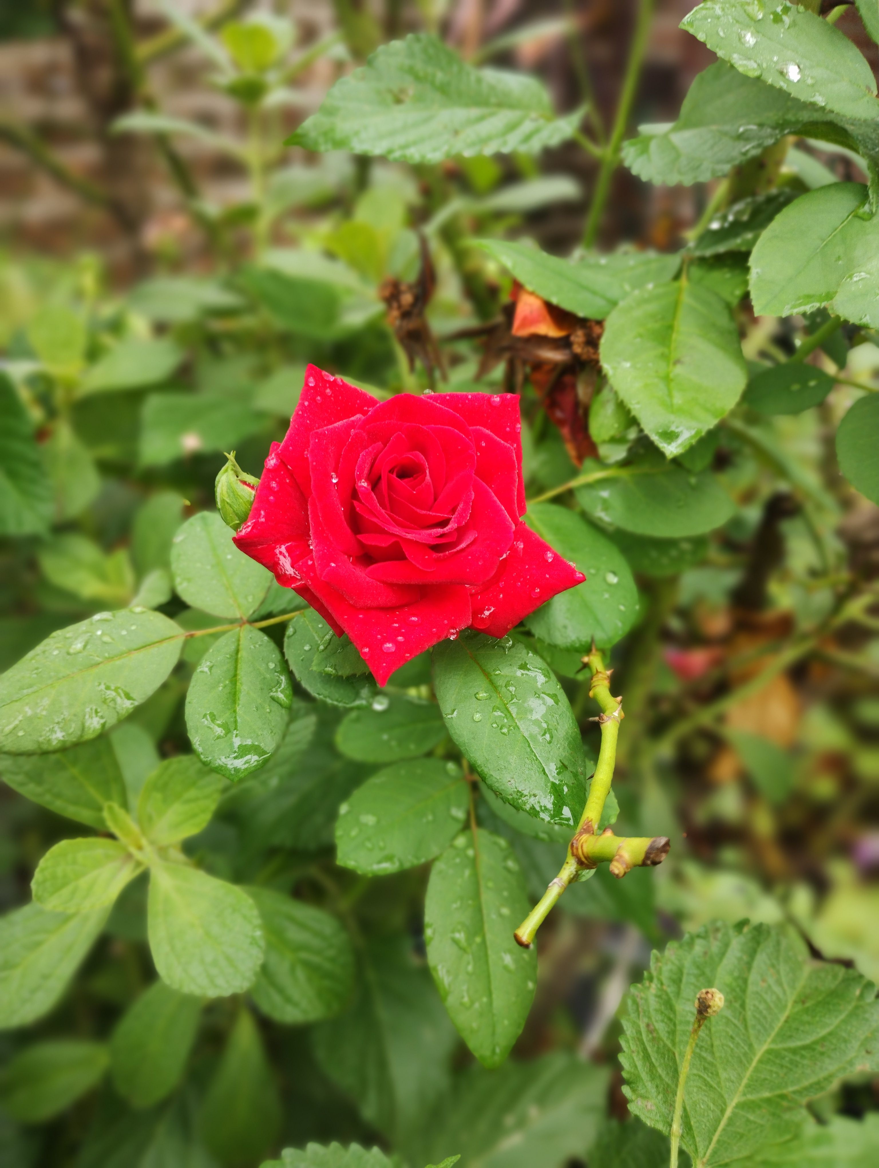 Close-up of a Dew-Kissed Red Rose in Sunlight · Free Stock Photo
