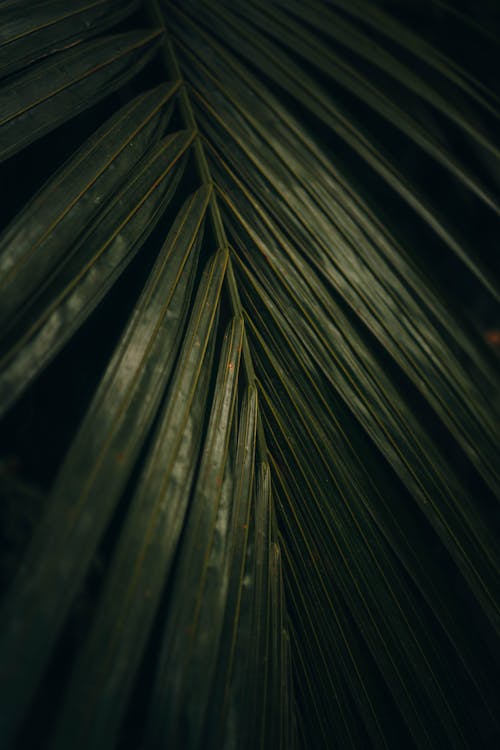 Close-Up Photo of Palm  Leaf