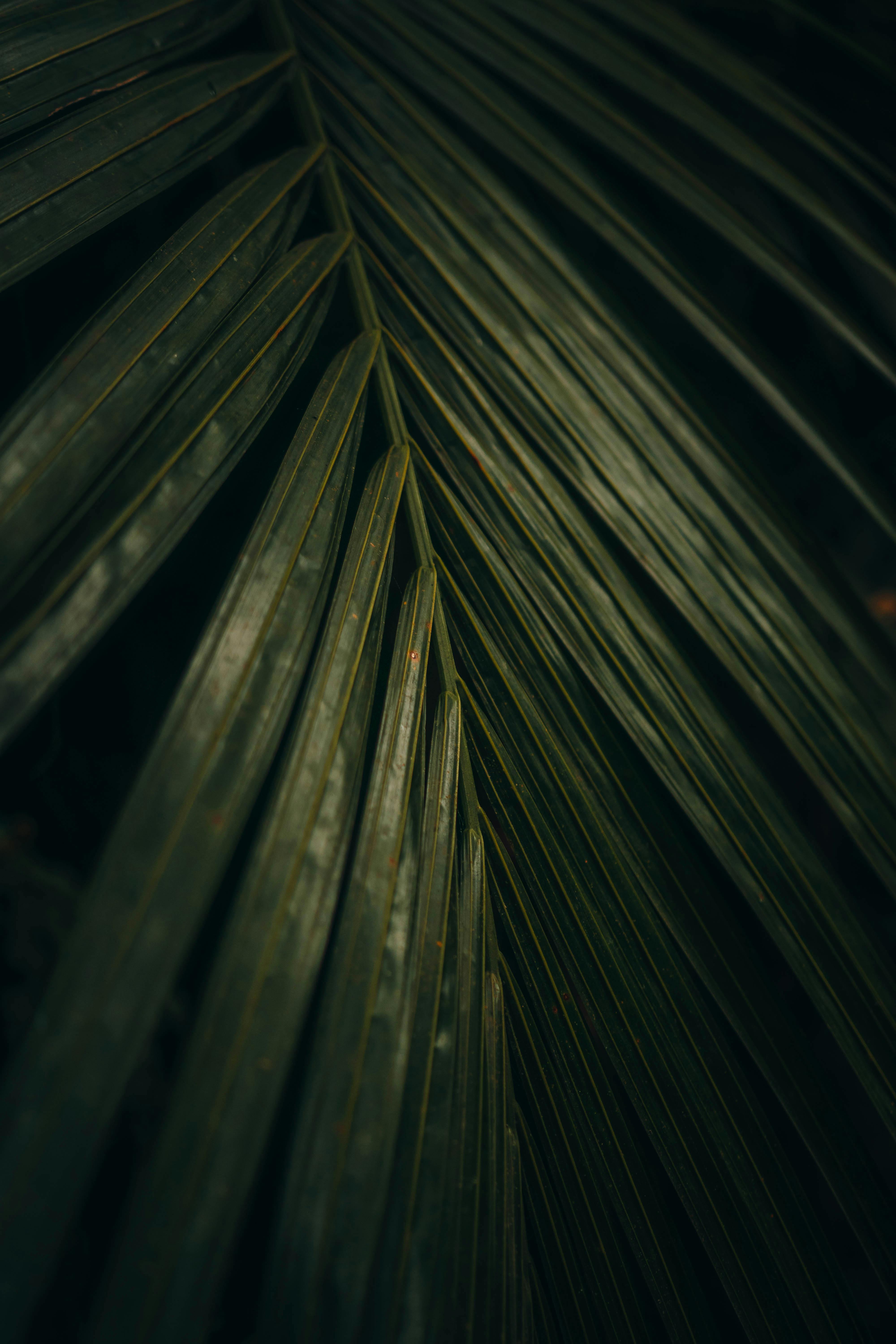 Palm Leaves Photos, Download The BEST Free Palm Leaves Stock Photos ...