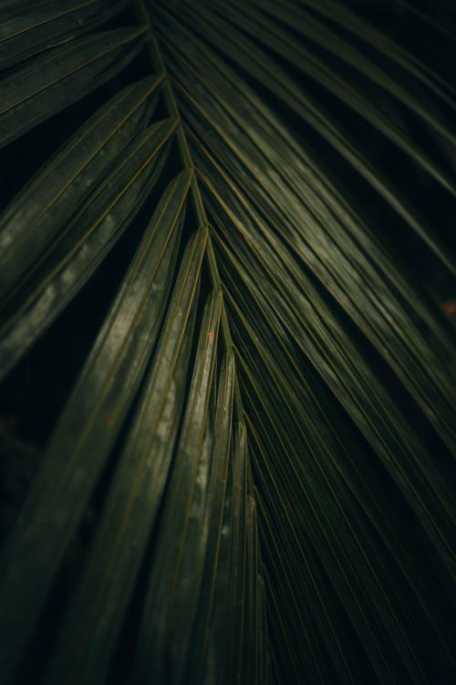 Free A detailed close-up of dark green palm leaves showcasing natural texture and pattern. Stock Photo