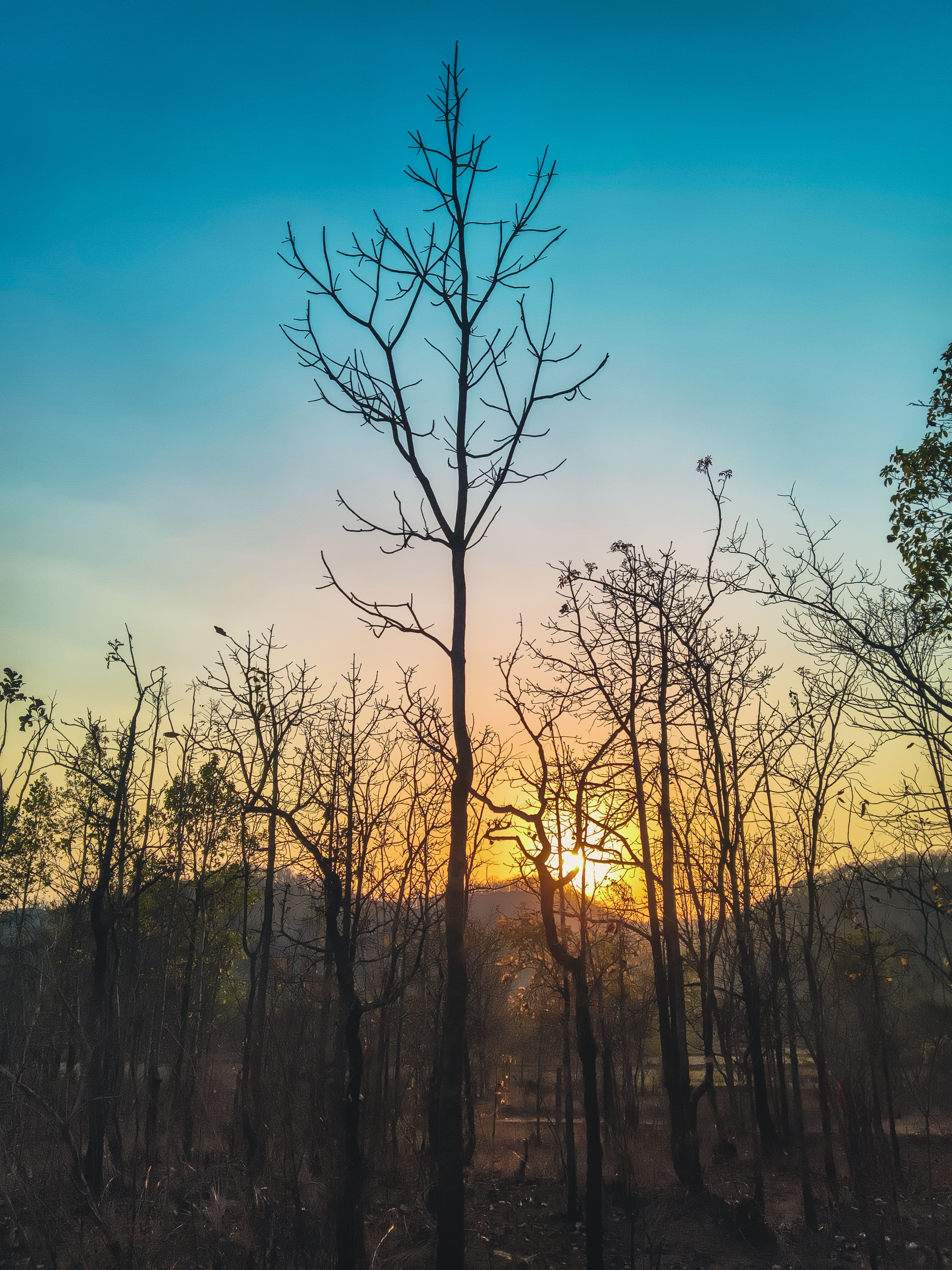 Serene Sunset Through Bare Trees in Forest · Free Stock Photo
