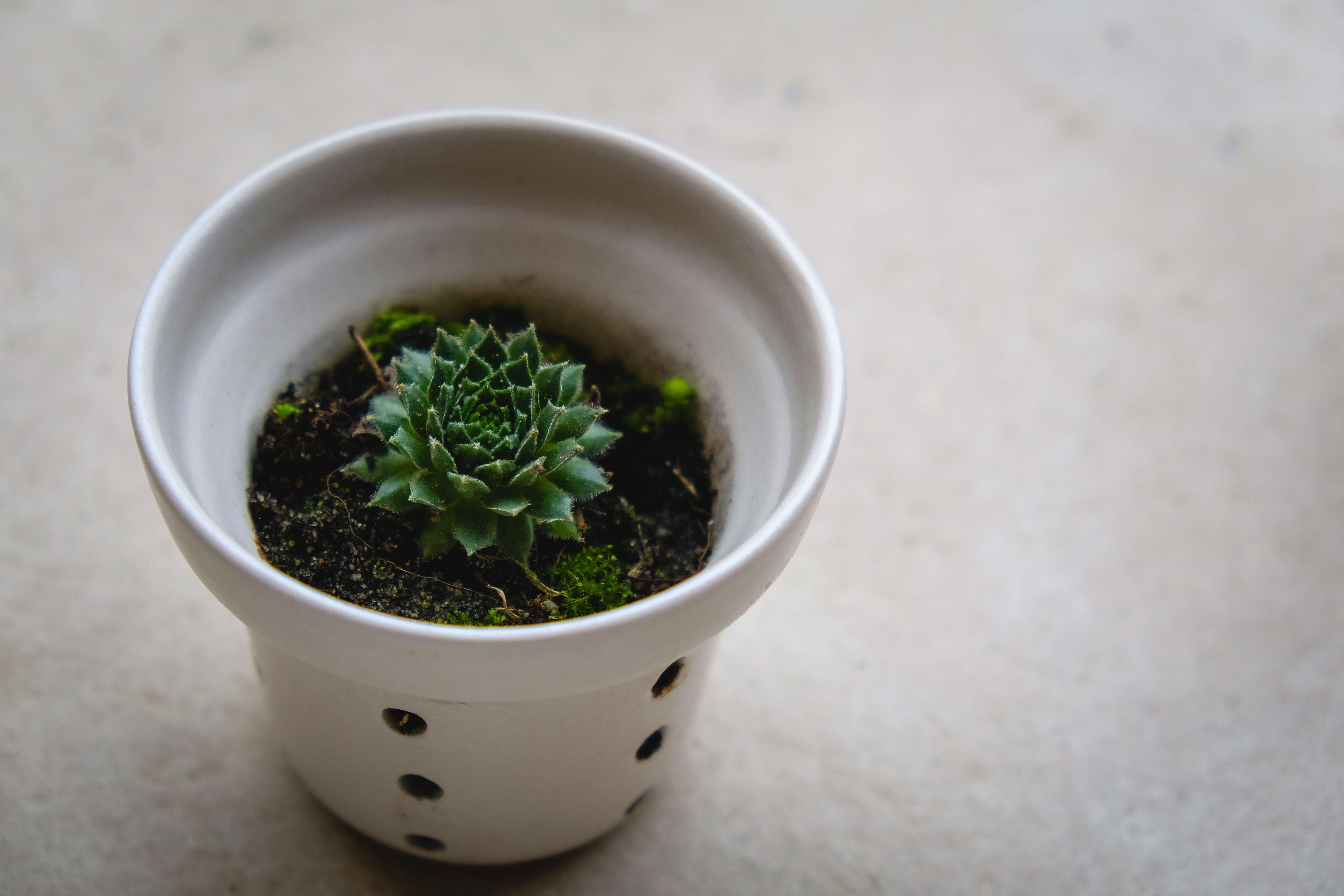 Le drainage des plantes d'intérieur : l'astuce méconnue qui libère le potentiel caché de vos racines