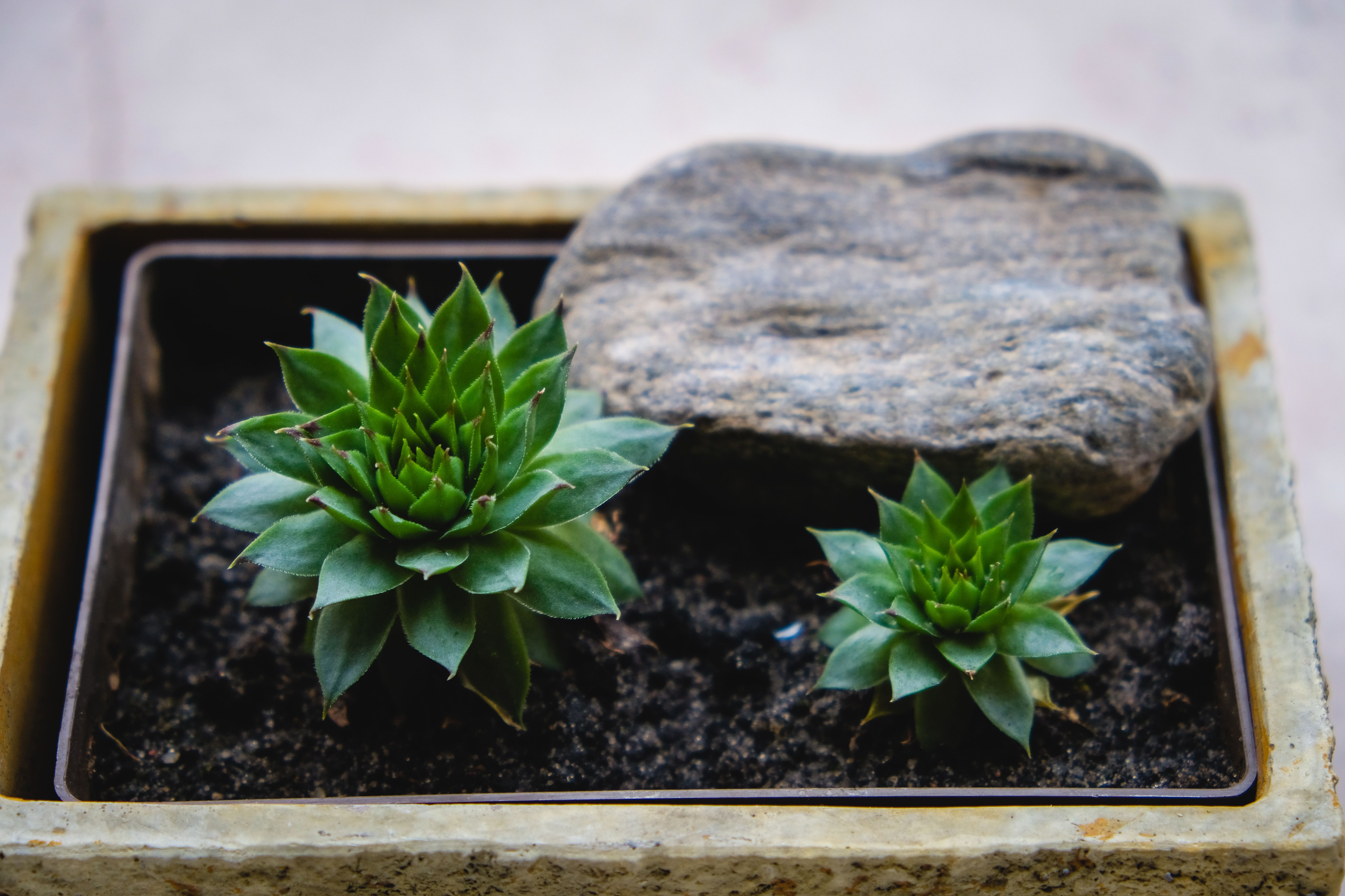Close-up of green succulents with a stone in a square pot, perfect for minimalistic decor.