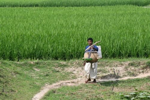 Free A farmer walks through lush green rice fields in Rangpur, Bangladesh, during a sunny day. Stock Photo