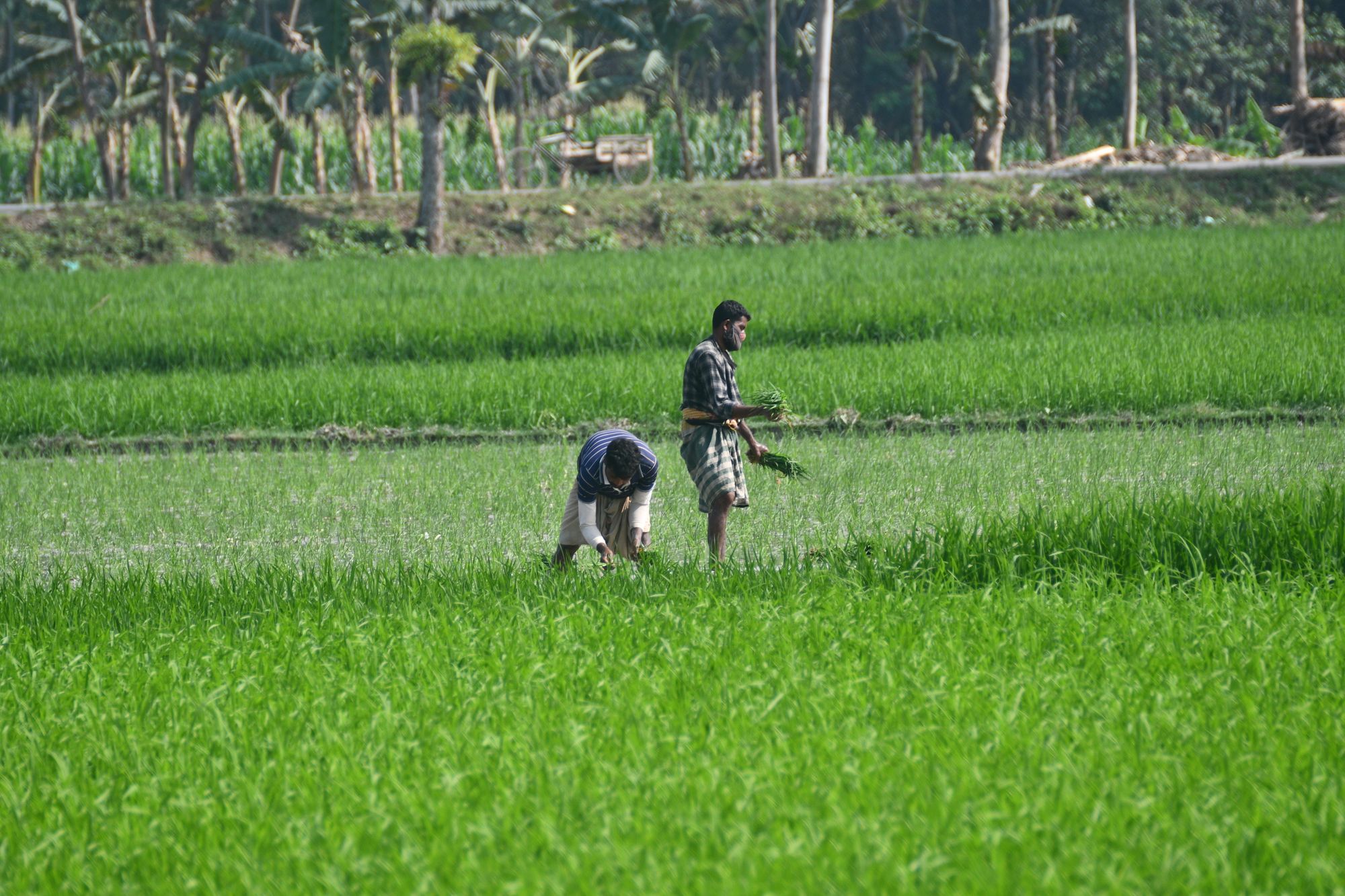 Rangpur