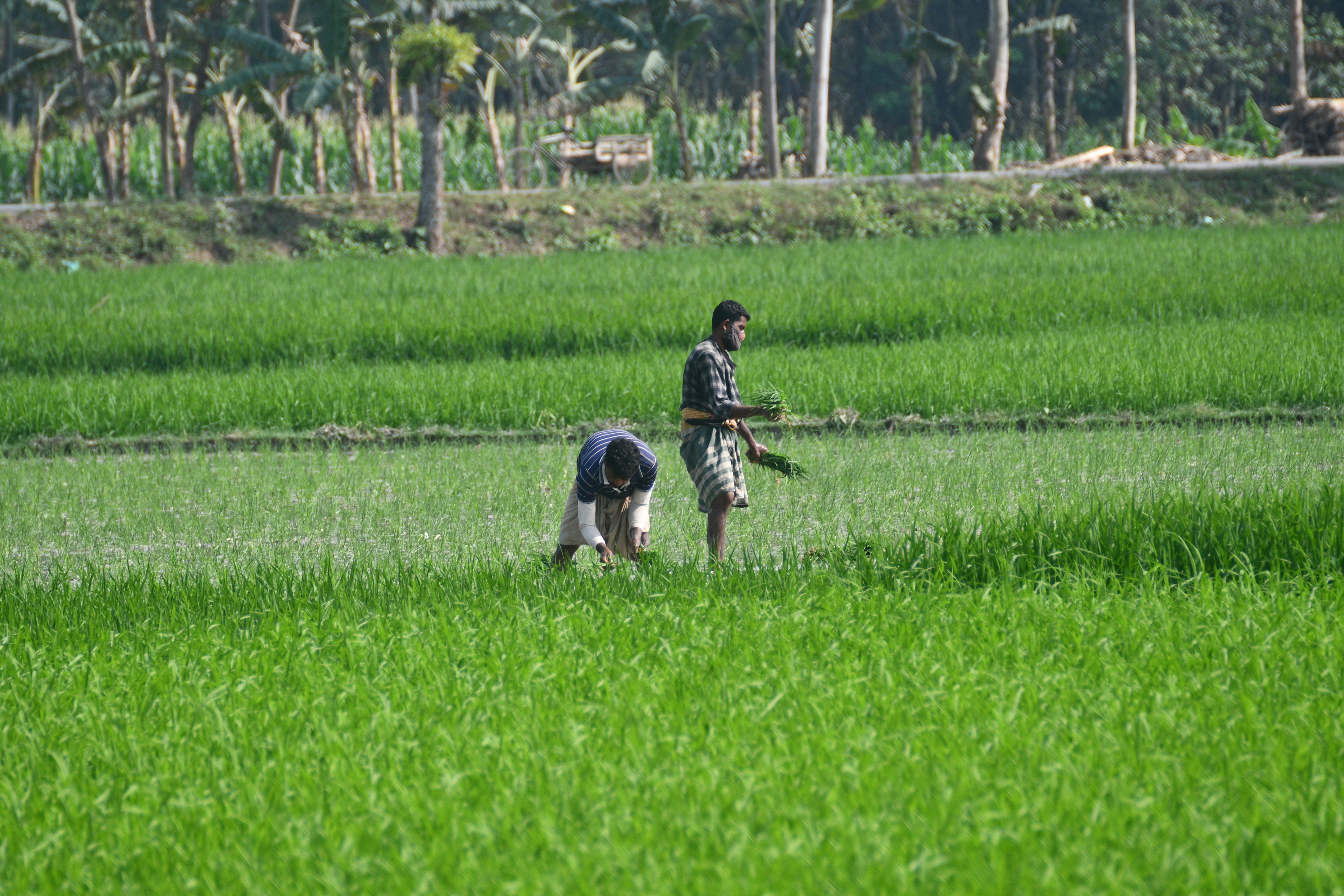Farmers Working in Lush Green Rice Fields in Bangladesh · Free Stock Photo