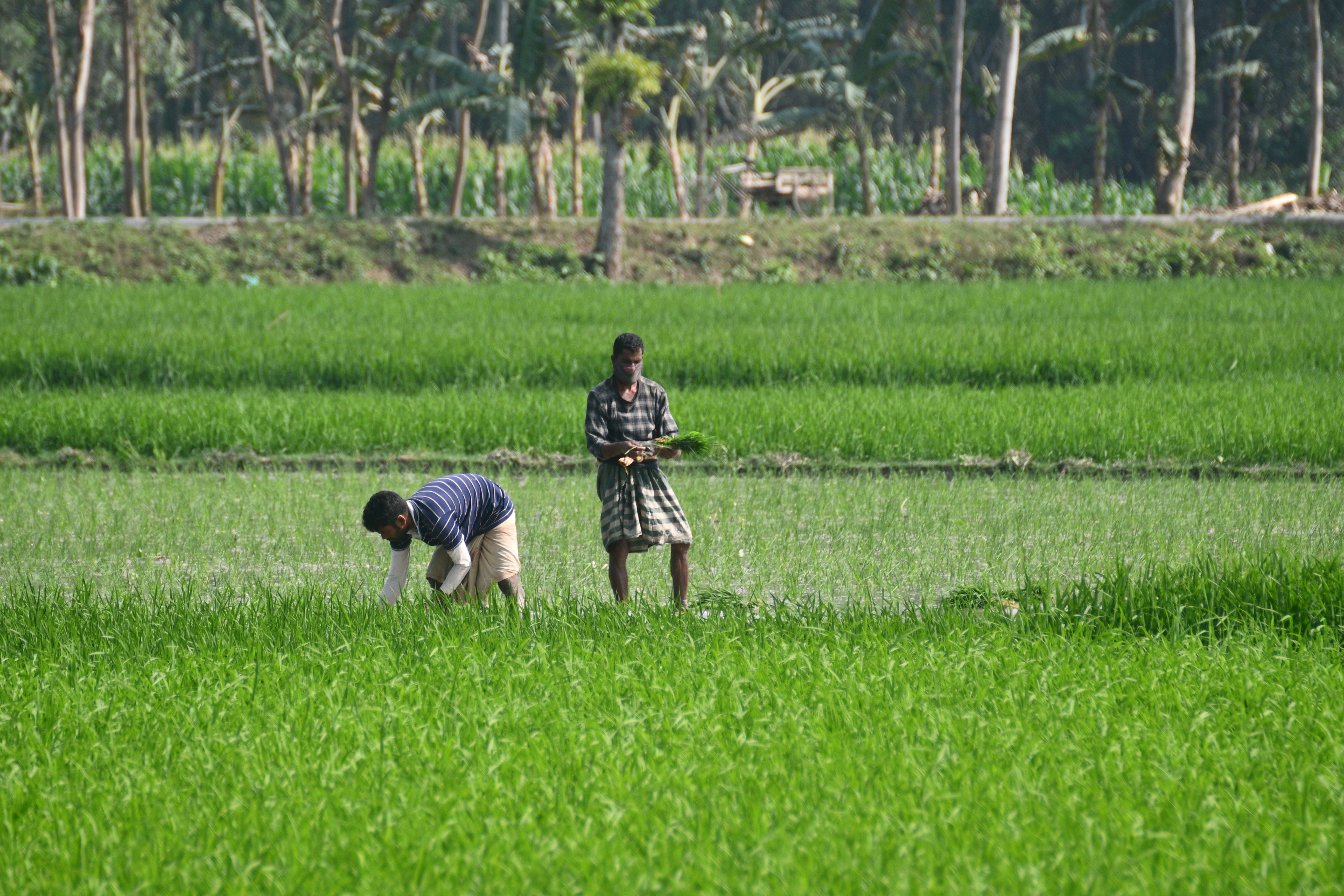 bangladesh pay scale