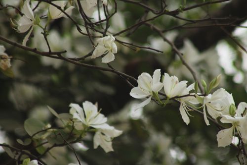 Free Beautiful close-up of white flowers on branches, creating a tranquil nature scene. Stock Photo