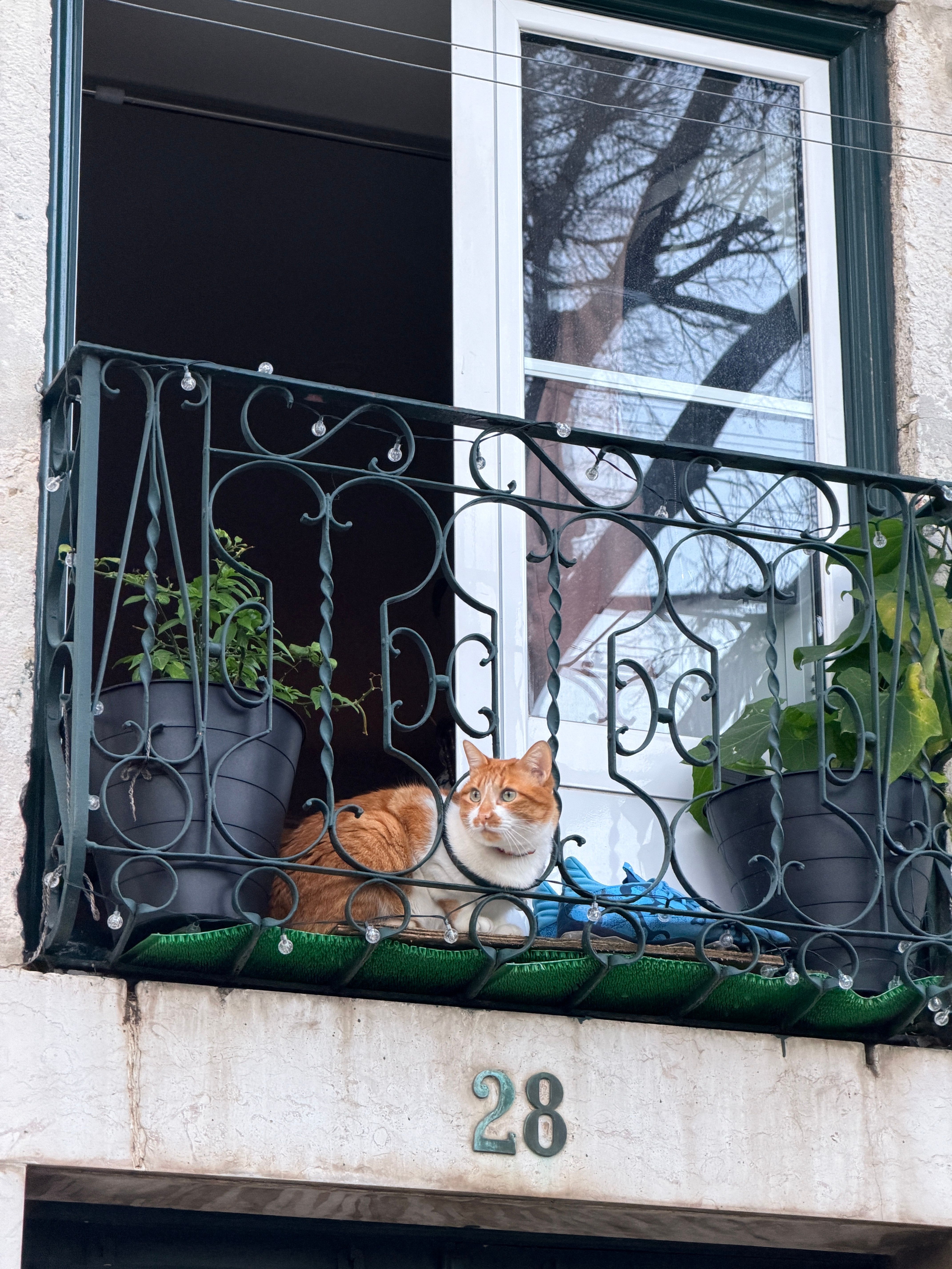 Gratis Seekor kucing berbulu jingga bersantai di antara tanaman di balkon Eropa yang unik, menciptakan pemandangan yang tenang. Foto Stok