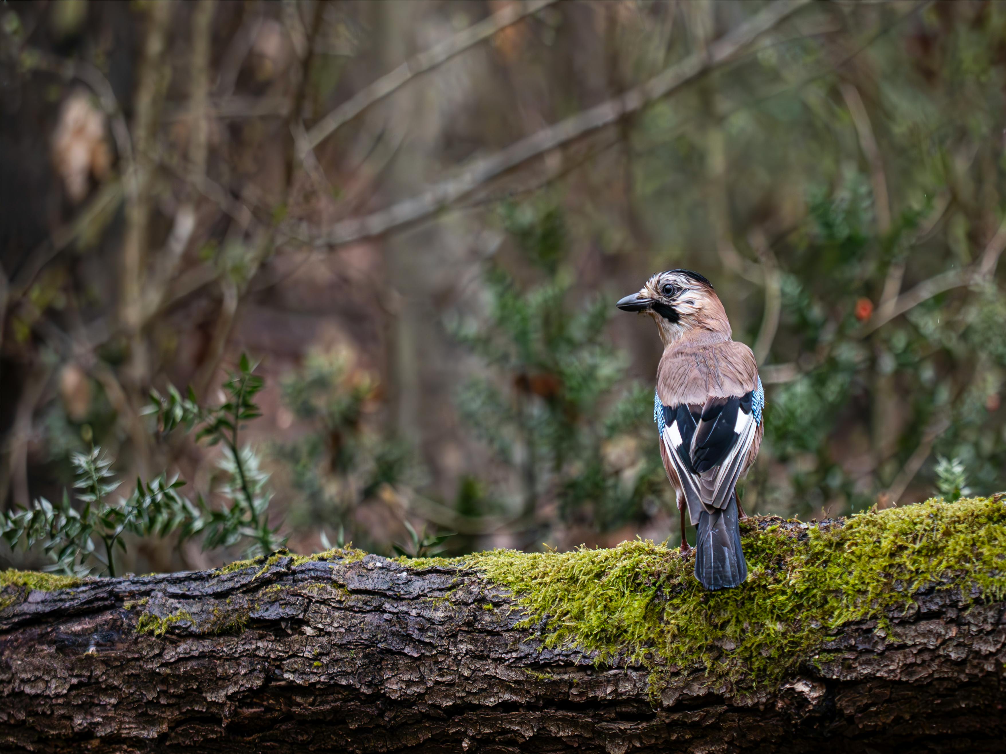 Eurasian Jay bird sitting on a moss-covered log in a natural forest setting.