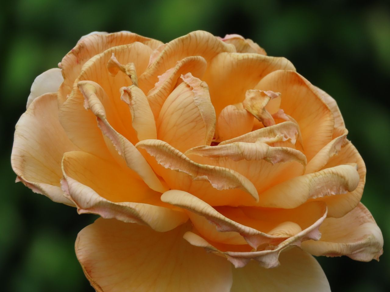a detailed view of a vibrant orange rose in full bloom showcasing its