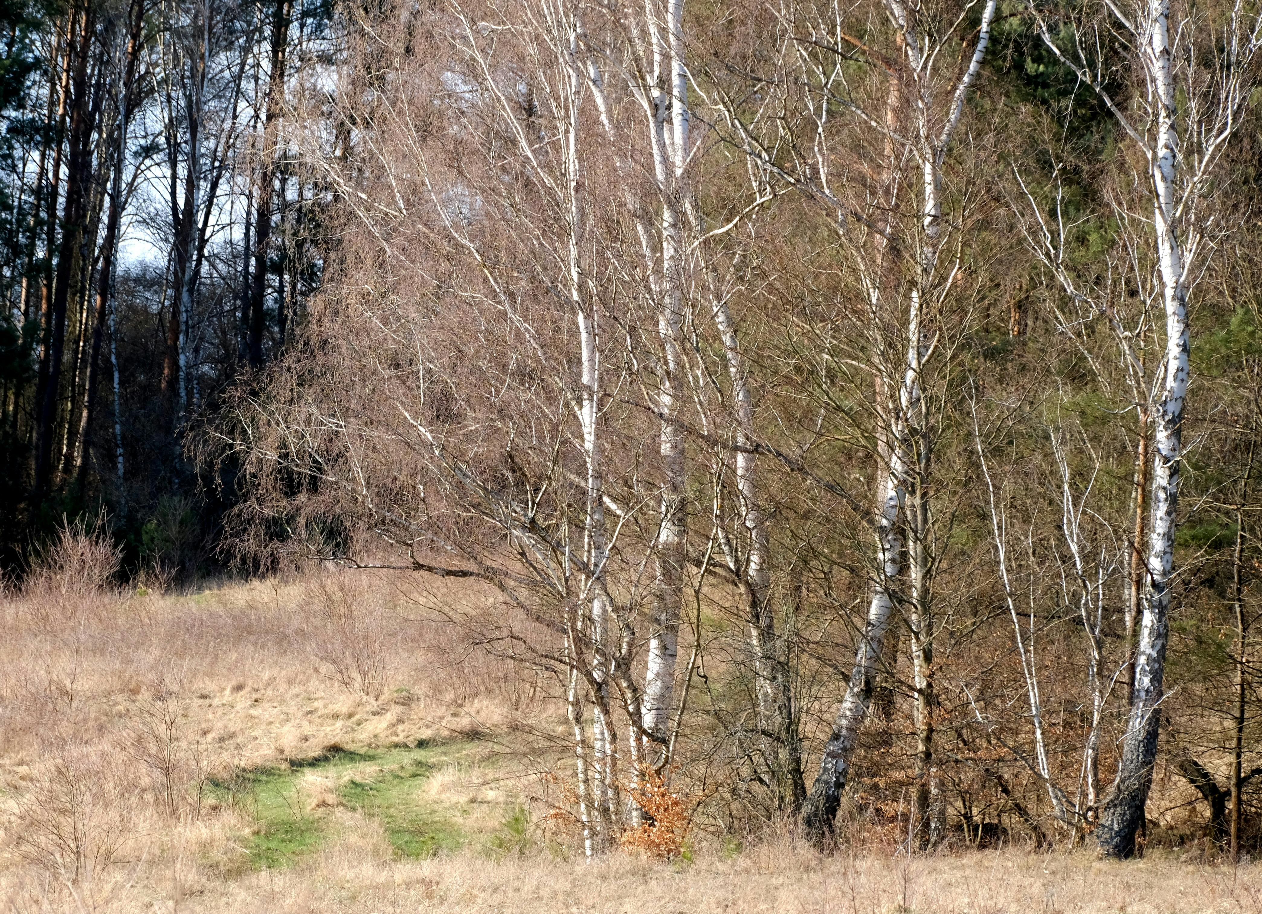 Birch Hill