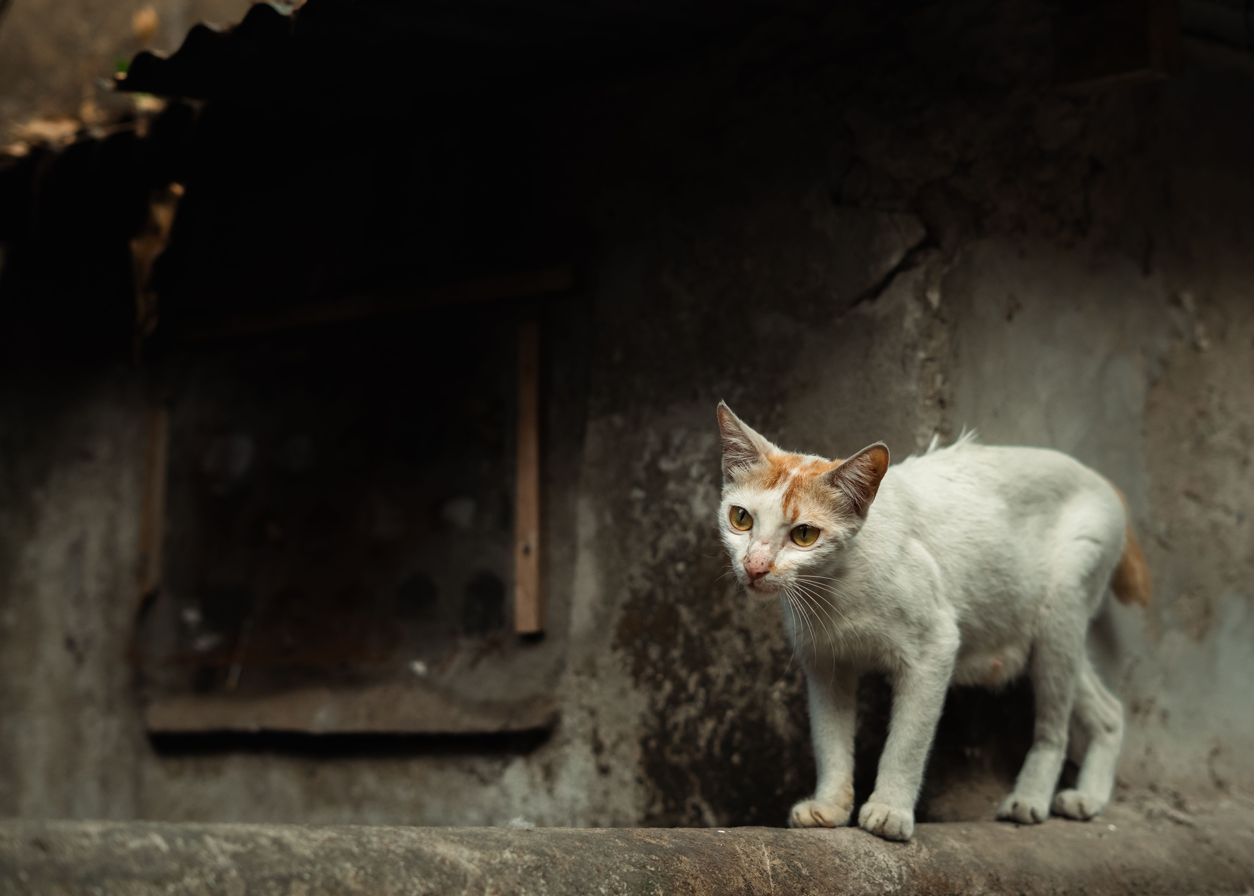 A stray cat stands alert against a rustic backdrop in Dhaka, showcasing urban exploration.