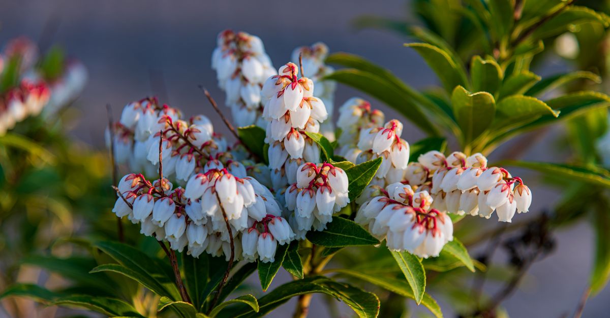 Rhododendron : Plantation et Soins Guide 2026