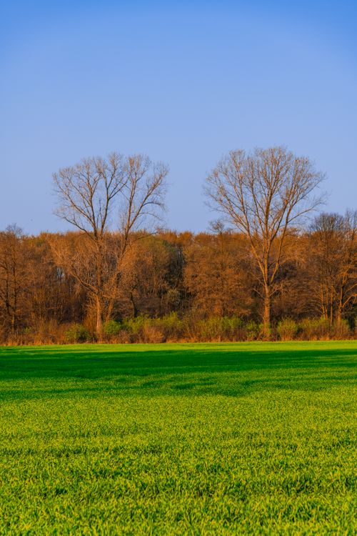 Free A peaceful springtime scene featuring lush green fields and bare trees under a clear blue sky. Stock Photo