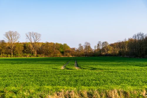 Free Vibrant green field with trees under a clear blue sky in Coesfeld, NRW. Stock Photo