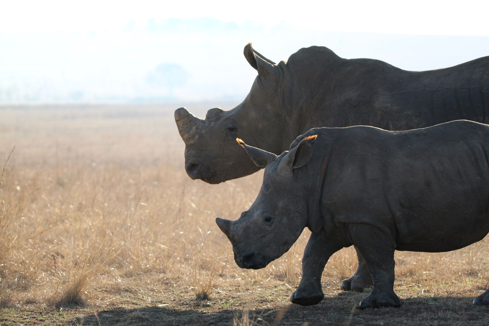 Two rhinos on the open savanna, the kind of sighting waiting beyond the gate