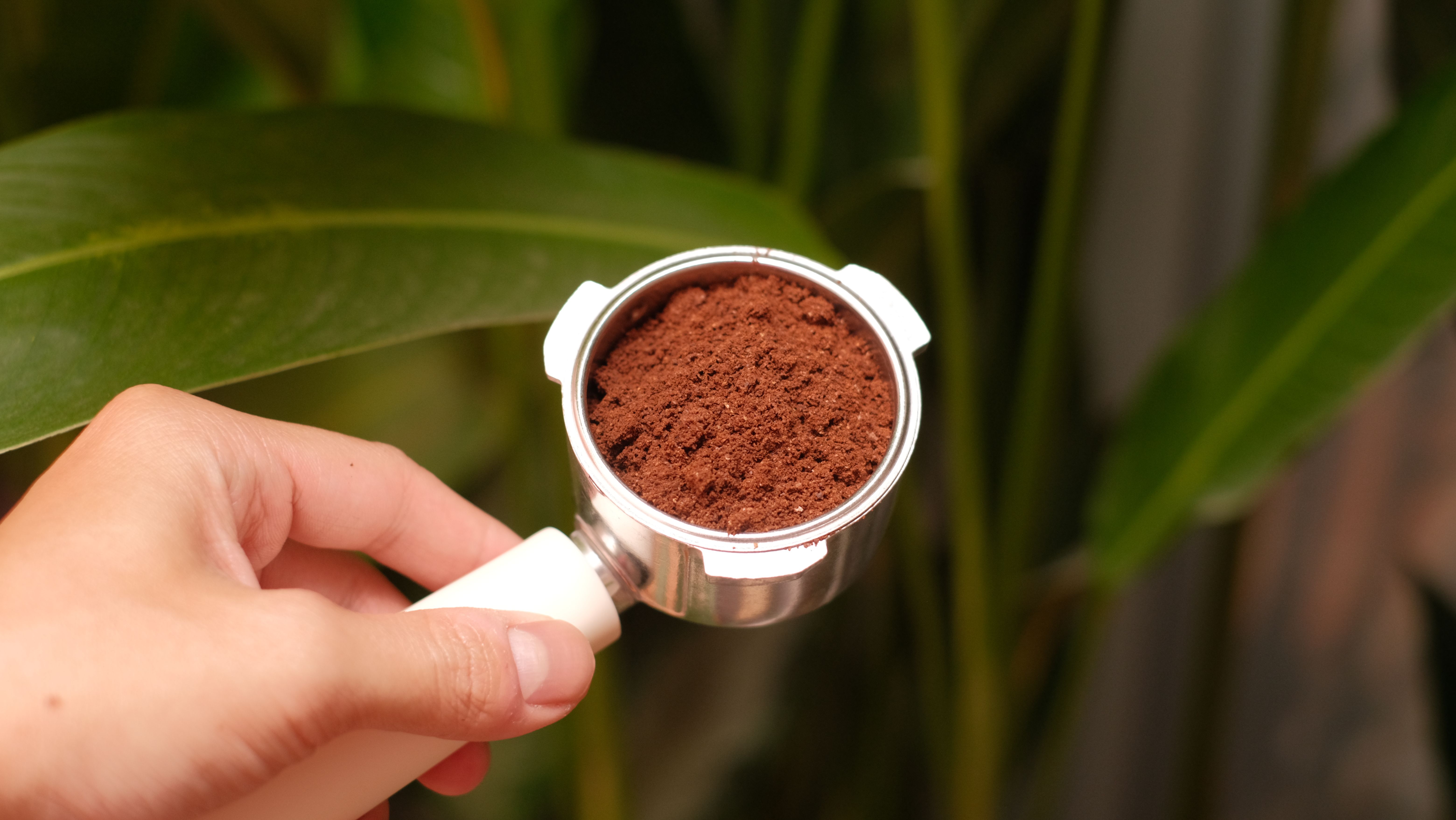 Close-up of a portafilter filled with ground coffee, surrounded by green leaves.