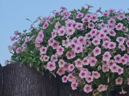 Free Vibrant pink petunias cascading from a garden planter, showcasing natural beauty in Dubai. Stock Photo