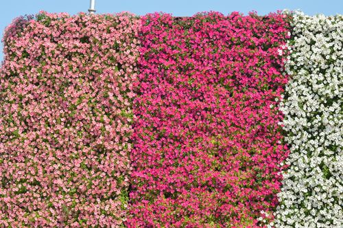 Free Colorful wall of flowers in Dubai showcasing vibrant pink, white, and green blooms. Stock Photo