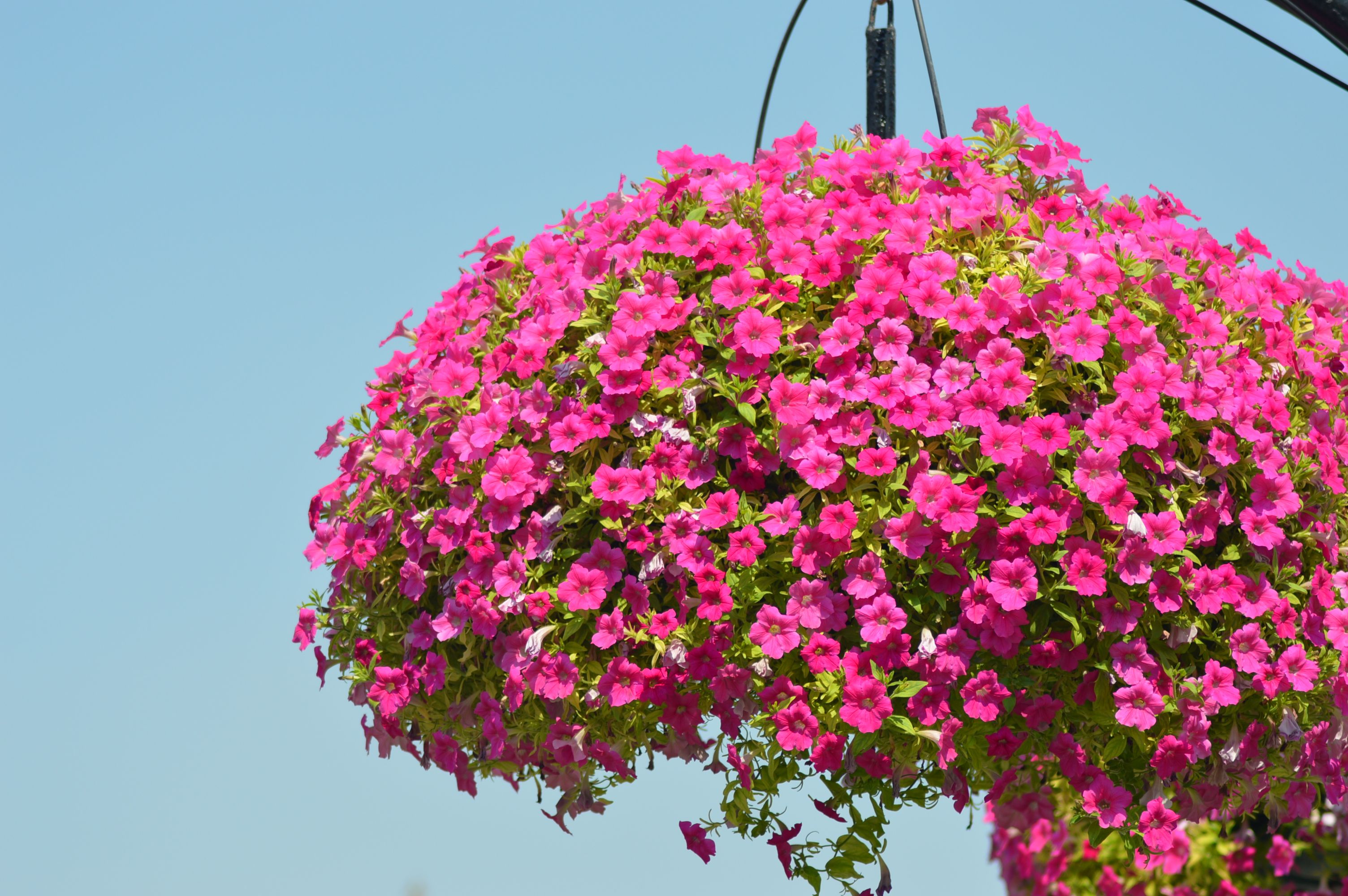 Trailing Petunias (Wave Petunias)