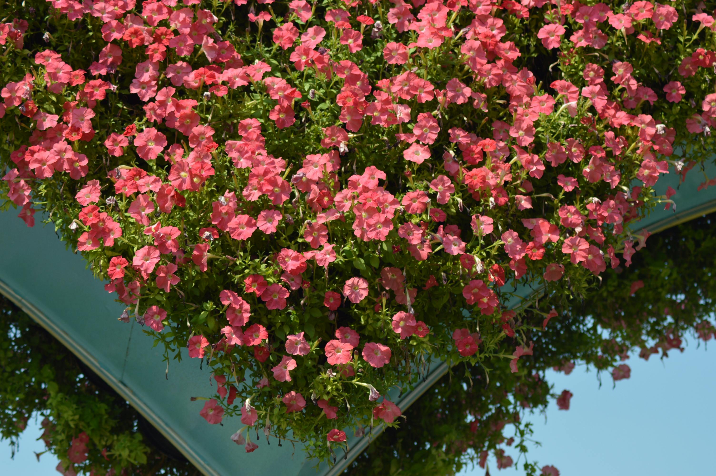 [ColoSach]-captivating-petunia-flower-arrangement-in-a-dubai-garden-under-clear-blue-skies.