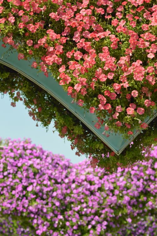 Free Colorful arch covered with pink and purple flowers in Dubai garden. Stock Photo