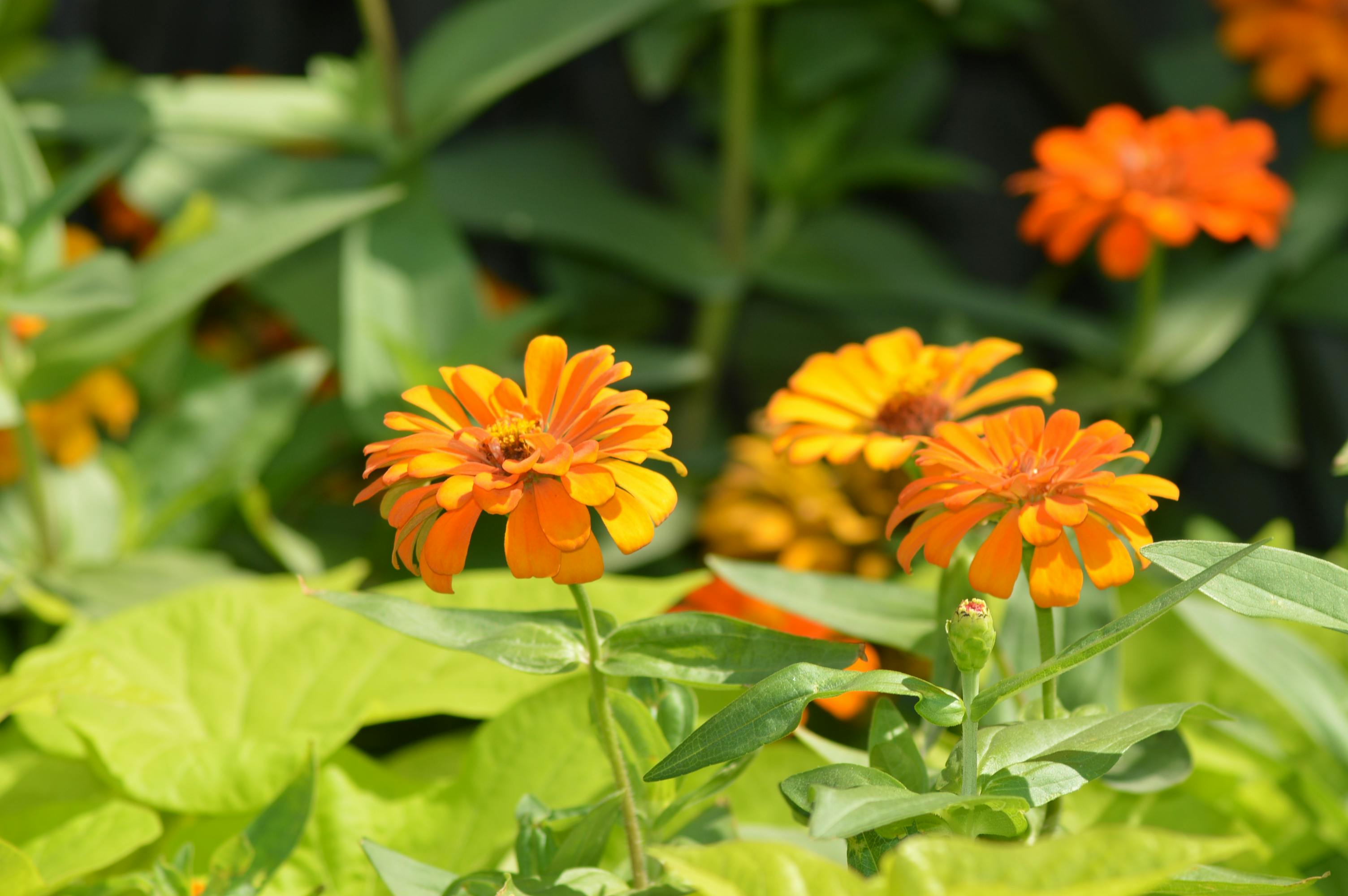 [ColoSach]-bright-orange-zinnias-in-full-bloom-in-a-lush-dubai-garden,-showcasing-nature's-vibrant-beauty.