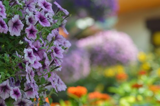 A vivid display of colorful flowers blooming in an outdoor garden in Dubai.