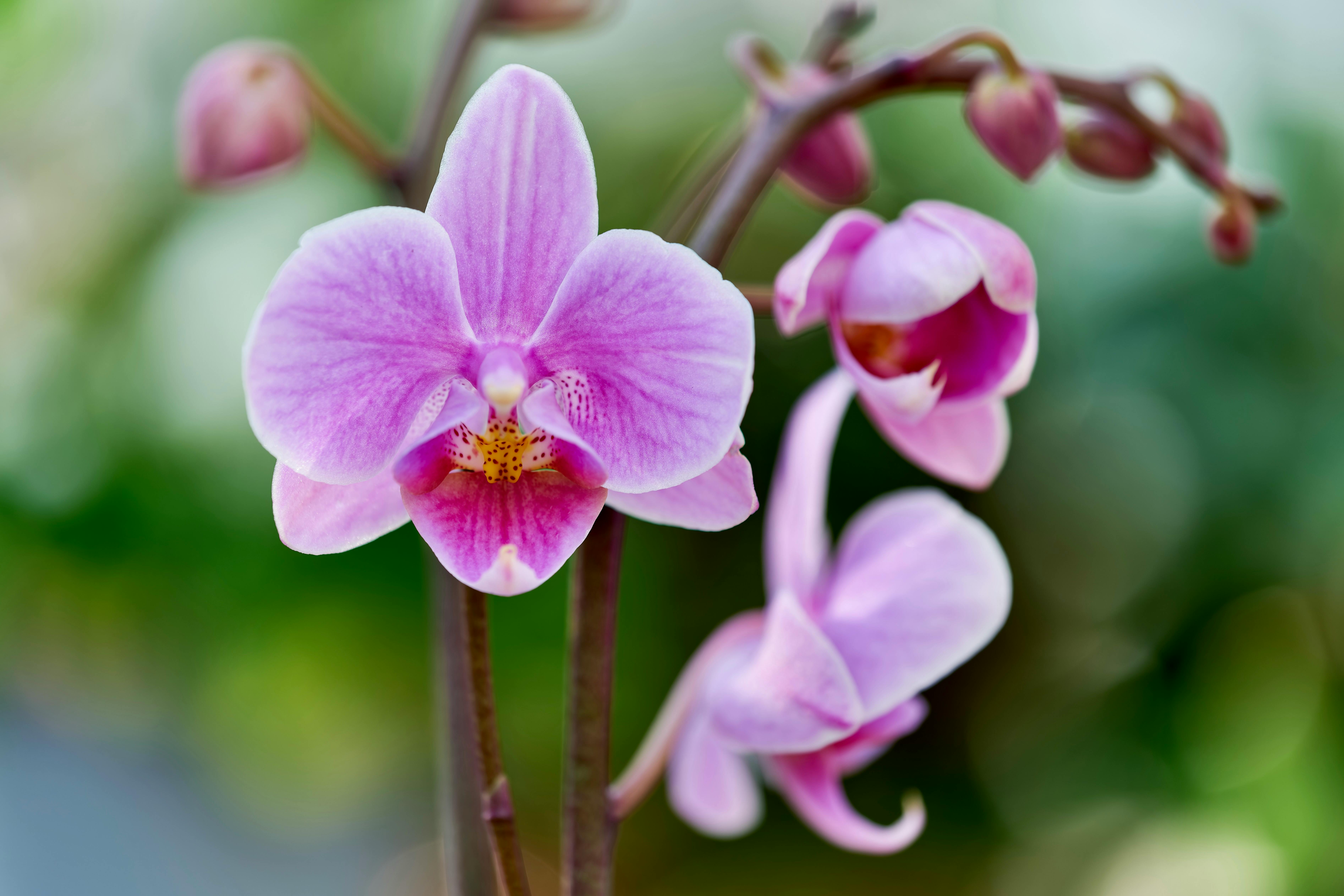 Growing Orchids In The Home