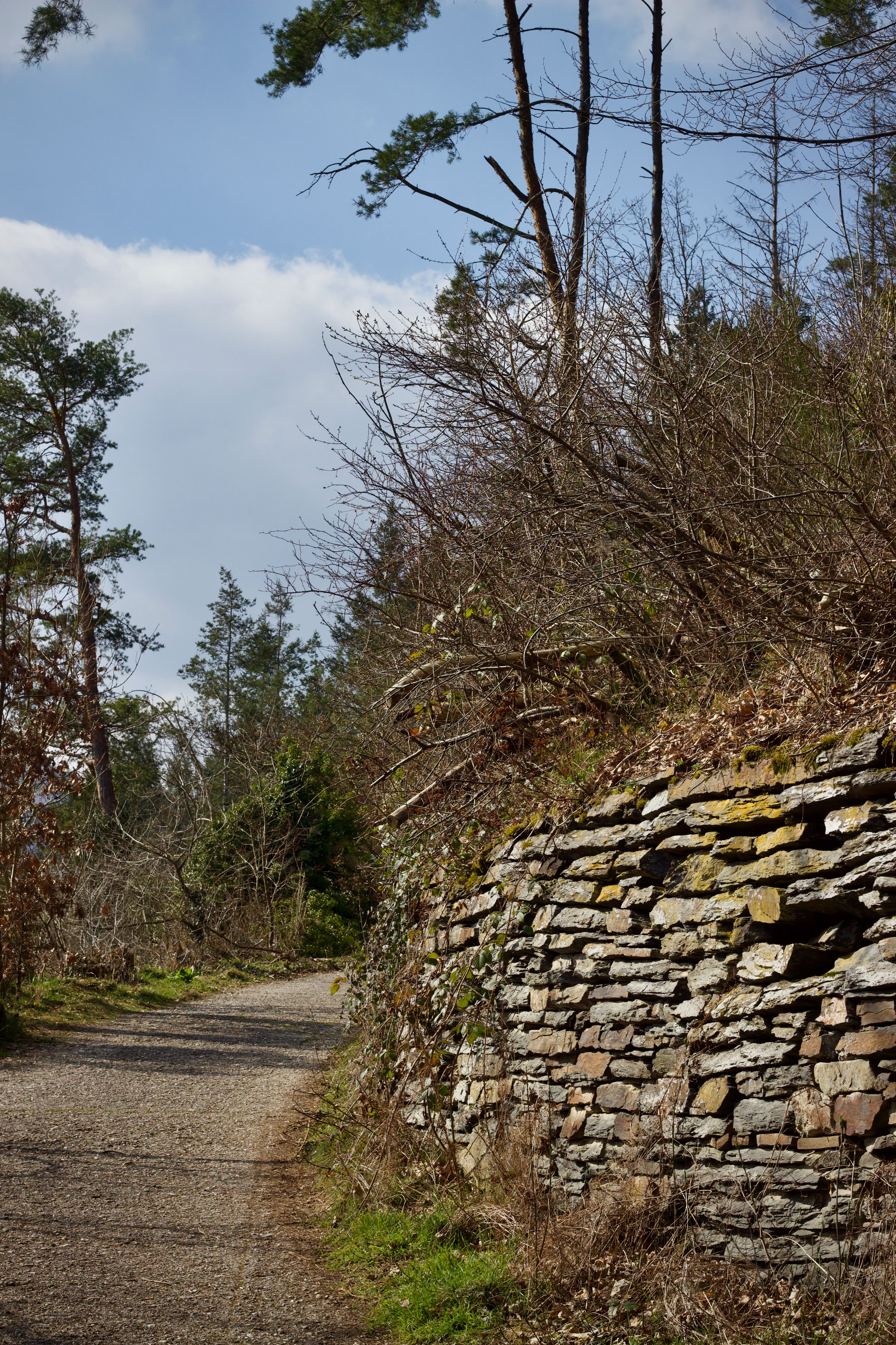 Sentier Forestier Paisible Bordé D'un Mur De Pierre · Photo gratuite
