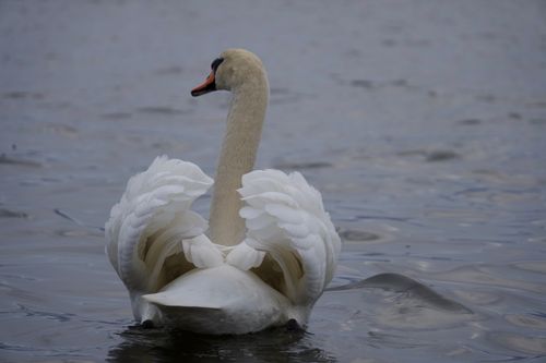 Free A beautiful swan gracefully gliding on a tranquil lake in Berlin, Germany. Stock Photo